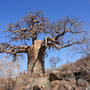 story ...Die Götter haben einst aus Zorn über die Frevel der Menschen den Baobab aus der Erde gerissen und verkehrt herum wieder ins Erdreich gesteckt, deshalb wirkten seine Äste eher wie ein bizarr in die Luft ragendes Wurzelwerk.