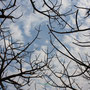 der Himmel Afrikas durch das Kronendach eines Baobab