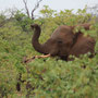 Elefant versteckt im Mopane Gebüsch - törööö