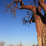 Baobab, auch bekannt als Affenbrotbaum