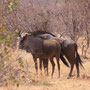 Streifengnus (Blue Wildebeest)