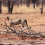 Gepard (Cheetah)