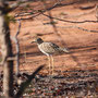 Kaptriel (Spotted Thick-Knee)