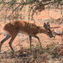 Steinböckchen (Steenbok)