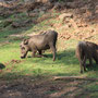 Warzenschweine (Warthogs)