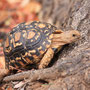 Pantherschildkröte (Leopard Tortoise) ... tortoise = (Lamd)Schildkröte, turtle = (Wasser)Schildkröte