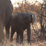 Baby-Elefant