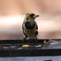 Hauben-Bartvogel (Crested Barbet)