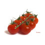 Tomatoes by focus staking process