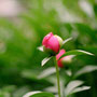 kmz:zenit-s:fuji100:庭の紅い花