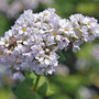 蕎麦の花。