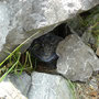 Geocaching im Banff Nationalpark, Schritt 2: Man sucht und findet den Cache. Neben dem Logbuch enthält der auch die gesuchte Antwort.