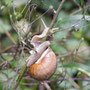 Weinbergschnecke auf Futtersuche