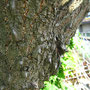楤木（タラノキ）：【生育】山野 【利用部位】芽・葉・枝・樹皮・根 【効能】利尿・糖尿病・腎臓・解熱・風邪