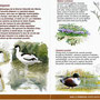 Extrait du dépliant consacré à la réserve naturelle de Séné (Morbihan) (Réserves Naturelles de France)