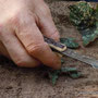 Comment préparer les boutures de feuilles