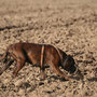 Boy von der Katzenhecke