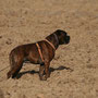 Boy von der Katzenhecke