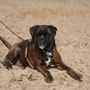 Boy von der Katzenhecke