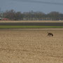 Boy von der Katzenhecke - IPO-FH 2.Tag