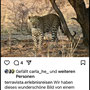 TerraVista-Erlebnisreisen hat "meinen" Leoparden bei Instagram veröffentlich 