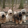 Attila, Wilma, Cho-Cho und Kirana