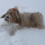 Wilma im Tiefschnee