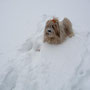 Ups.....ein Lhasa Apso