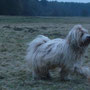 Wilma
