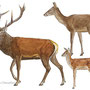 cervus elaphus,  illustration guide Delachaux , aquarelle