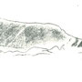 chat sauvage, felis sylvestris, encre