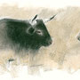 taureau casta, Brenne, pastel