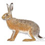 lepus europaeus,  illustration guide Delachaux , aquarelle