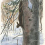 écureuil, sciurus vulgaris, aquarelle