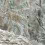 lynx pardelle, aquarelle