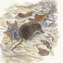 musaraigne couronnée ou carrelet sorex coronatus, aquarelle