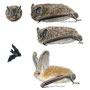 barbastella b leucomelas, plecotus auritus illustration guide Delachaux , aquarelle