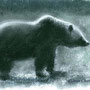 ours, ursus arctos, Roumanie, pastel