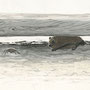pipistrelle commune, aquarelle