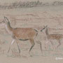 biche et faon, vervus elaphus, pastel