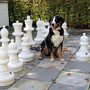 Schach spielen?