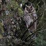 Hibou moyen-duc - St Julien l'Ars (86) - Novembre 2010