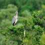 Héron cendré - Ardea cinerea - Bellefonds (86) - Juin 2010