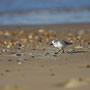 Bécasseau sanderling - Brem-sur-Mer (85) - 09/03/2014