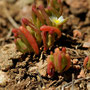 Mesembryanthemum nodiflorum - Corse - Avril 2010