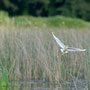 Crabier chevelu - St Michel en Brenne (36) -  31/05/2014