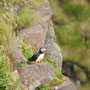 Macareux moine - Fratercula arctica - Handa Island (Ecosse) - Juillet 2008