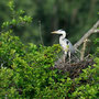 Héron cendré - Ardea cinerea - Bellefonds (86) - Juin 2010