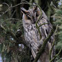 Hibou moyen-duc - St Julien l'Ars (86) - Novembre 2010