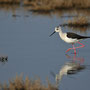 Échasse blanche - Ile de Ré - Avril 2010